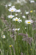 Ox-eye daisy (Leucanthemum vulgare), Emsland, Lower Saxony, Germany, Europe