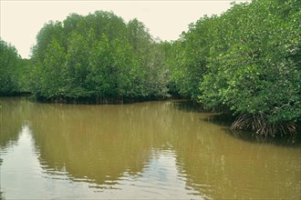 Lush dense population of mature mangrove trees in the swampy coastal waters as a result of