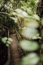 A wooden bridge connects hiking trail through tropical forest in the park in Auckland, New Zealand,