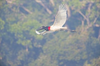 Jabiru (Jabiru mycteria) Pantanal Brazil