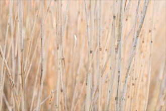 Common reed (Phragmites australis), or reed, close-up of dry focussed and blurred stems in beige,