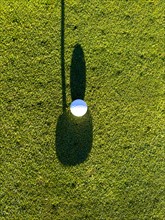 Golf Ball on Putting Green with Shadow and Shadow of a Golf Club Putter in a Sunny Day in