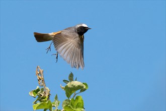 A redstart (Phoenicurus phoenicurus), male, in flight with dynamic movements of its wings against a