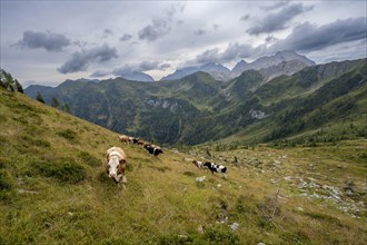 Cows on a mountain meadow in Niedergailtal, ascent to Obergailtaler Joch, Carnic Main Ridge, Carnic