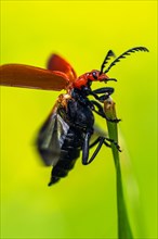 Red-Headed Cardinal Beetle, Pyrochroa serraticornis, Beetle on grass