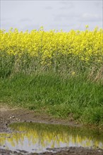 Rapeseed field, May, Saxony, Germany, Europe
