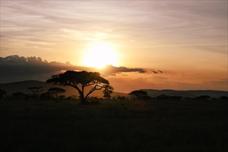 Panorama of African Savannah at sunset, Serengeti National Park, Tanzania, Africa