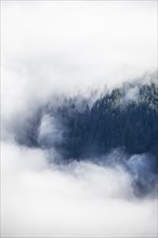 Wooded mountain looks out of cloud cover, view from Ettaler Manndl, high fog in the valley,