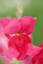 Common snapdragon (Antirrhinum majus), flower, ornamental plant, North Rhine-Westphalia, Germany,