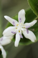 Toad lily (Tricyrtis hirta), flower, ornamental plant, North Rhine-Westphalia, Germany, Europe