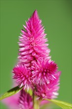 Plumose celosia (Celosia argentea var. plumosa), inflorescence, ornamental plant, North