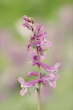 Hollow larkspur (Corydalis cava), North Rhine-Westphalia, Germany, Europe