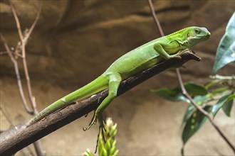 Fiji iguana (Brachylophus fasciatus) in the terrarium, Nuremberg Zoo, Nuremberg, Middle Franconia,