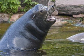 California sea lion (Zalophus californianus), Nuremberg Zoo, Middle Franconia, Bavaria, Germany,