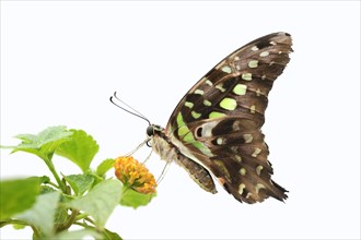 Curved jay (Graphium agamemnon, Papilio agamemnon) against a white background, captive, occurring