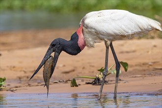 Jabiru (Jabiru mycteria) Pantanal Brazil