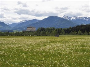 Flower meadow, Trautenfels Castle, snow-covered mountain peaks in the background, near Irdning,