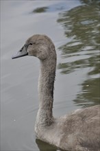 White swan chicks. Portrait of a young white swan
