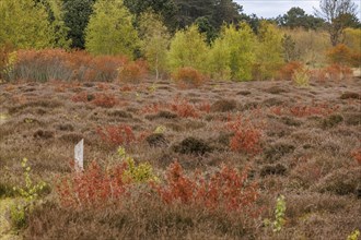 Autumn landscape with withered heather and colourful bushes in the forest, grasses and shrubs with