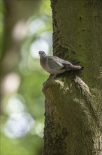 Stock Dove (Columba oenas), Emsland, Lower Saxony, Germany, Europe