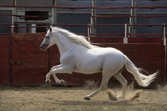 Andalusian, Andalusian horse, Antequera, Andalusia, Spain, Europe