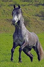 Andalusian, Andalusian horse