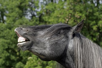 Andalusian, Andalusian horse, fleeing