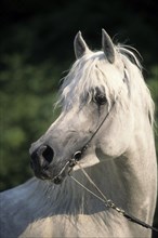Arabian, Horse, Stallion