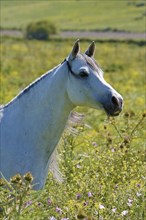 Arabian, Horse, Portrait