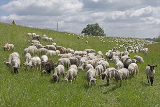 Sheep grazing on the dyke, cyclist, Elbe cycle path near Boizenburg, Mecklenburg-Western Pomerania,
