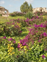 Lush flowers in yellow and purple in front of ancient ruins in the middle of a green landscape in
