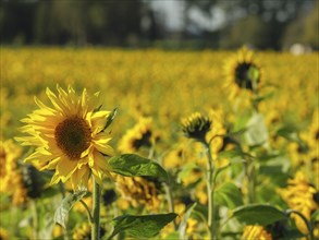 Sunflowers blooming in a large field under a sunny sky, blooming yellow sunflowers in a field with