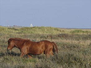 A brown horse runs through a grass pasture in front of a wide open field and blue sky, horses on