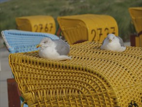 Two seabirds resting on a yellow beach chair on the beach, dunes and cloudy sky in the background,