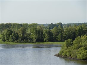 Green landscape with trees on the bank of a calm river under a clear sky, green bank on a river