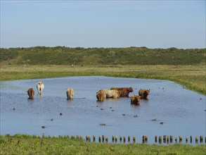 Several cows and ducks standing and swimming in the water, surrounded by green meadow and a quiet