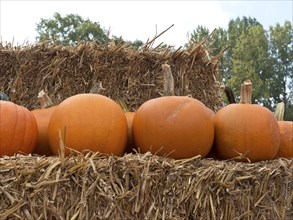 Large pumpkins on a beam made of straw with trees in the background, many orange pumpkins at