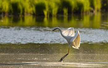 Great egret (Ardea alba), water, flight, Lower Austria