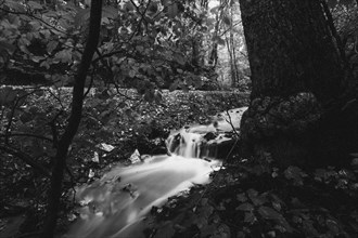 River in the forest, captured in black and white, emphasises the movement of the water. Koblenz,