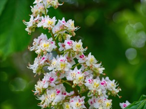 Blossom of a chestnut tree (Castanea), close-up