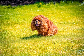 Cavalier King Charles Spaniel domestic dog (Canis lupus familiaris) in a meadow, Schoenheide,