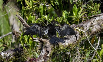 Anhinga (Anhinga anhinga) with outstretched wings, sitting on a branch and drying its feathers,