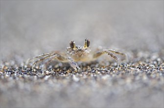 Small crab camouflaging itself in the sand, Tortuguero National Park, Costa Rica, Central America