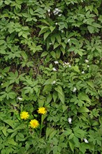 Common dandelion (Taraxacum sect.) and ramson (Allium ursinum), Bavaria, Germany, Europe