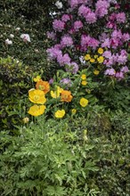 Welsh poppy (Meconopsis cambrica) in front of rhododendron, Emsland, Lower Saxony, Germany, Europe
