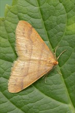 Scarce umber (Agriopis aurantiaria), male, North Rhine-Westphalia, Germany, Europe