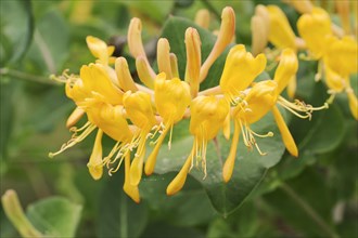 Honeysuckle (Lonicera caprifolium), flowers, North Rhine-Westphalia, Germany, Europe