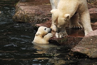 Polar bear mother with two young polar bears (Ursus maritimus) . Nuremberg Zoo, Am Tiergarten 30,