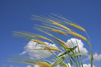 Ripe golden ears of grain in front of a deep blue sky with white clouds, Natternberg, Bavaria,