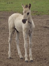 Close-up of a young foal in a meadow, the ground partly earthy, foal and horses in a pasture,